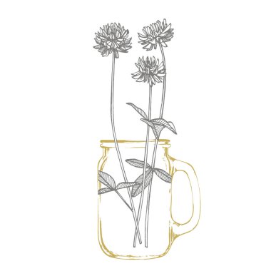 Yonca bitkileri. Botanik illüstrasyon. Kozmetik, ilaç, tedavi, aromaterapi, hemşirelik, paket tasarımı, alan buketi, soyut metin kağıdı için iyi. Soyut bir mahsulün taklidi