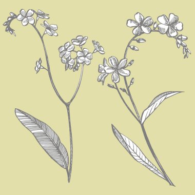 Unut gitsin, çiçekler değil. Botanik Illustration. Kozmetik, ilaç, tedavi, aromaterapi, hemşirelik, paket tasarımı, alan buket için iyi. El çizilmiş yabani saman çiçekleri