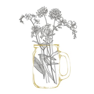 Vahşi bitkinin dalı unut gitsin, hayır ve Clover. Vintage kazınmış illüstrasyon. El çizilmiş çiçekler ve otlar buket. Botanik bitki illüstrasyon