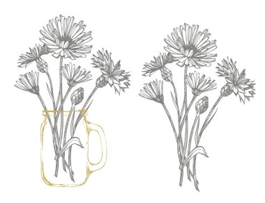 Mavi Cornflower Herb veya bekar düğmesi çiçek buket beyaz arka planda izole. Çizim cornflowers, çiçek elemanları, el çizilmiş botanik illüstrasyon seti