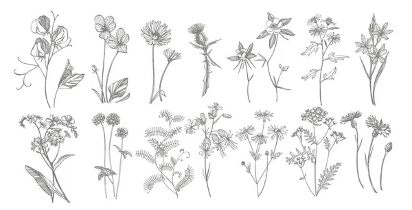 收集手绘的花和草药。植物例证。复古药材素描套油墨手绘药材和植物素描 — 图库矢量图片