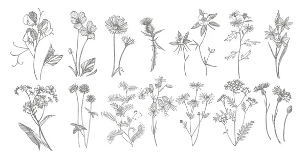 Colección de flores y hierbas dibujadas a mano. Ilustración de plantas botánicas. Vintage bosquejo de hierbas medicinales conjunto de tinta dibujado a mano hierbas medicinales y plantas bosquejo — Vector de stock