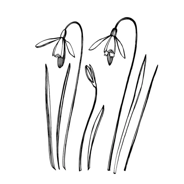 ดอกไม้ฤดูใบไม้ผลิที่หิมะตก ภาพประกอบพืชพืช ชุดสเก็ตช์สมุนไพรสมุนไพรวินเทจของหมึกวาดด้วยมือสมุนไพรทางการแพทย์และพืชสเก็ตช์ — ภาพเวกเตอร์สต็อก
