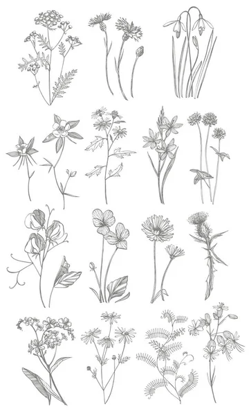 Συλλογή από χειροποίητα λουλούδια και βότανα. Απεικόνιση βοτανικών φυτών. Vintage φαρμακευτικά βότανα σκίτσο σύνολο του χεριού μελάνι που σχεδιάζονται ιατρικά βότανα και φυτά σκίτσο — Διανυσματικό Αρχείο