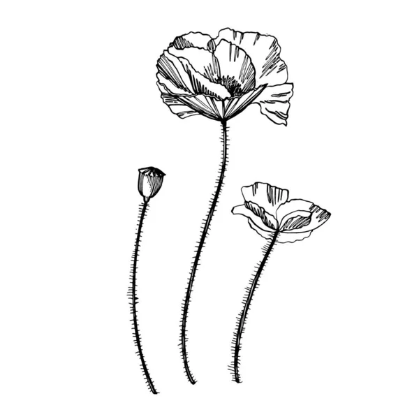 Flores de amapola. Ilustración de plantas botánicas. Vintage bosquejo de hierbas medicinales conjunto de tinta dibujado a mano hierbas medicinales y plantas bosquejo — Archivo Imágenes Vectoriales