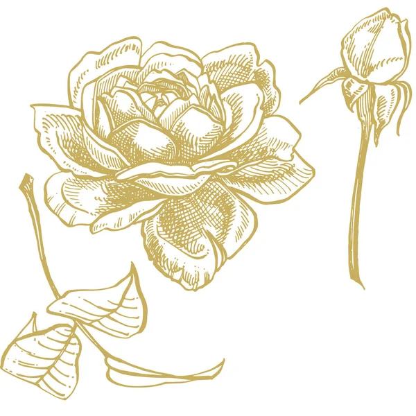 장미. 손으로 그린 꽃 세트 일러스트. 식물 그림입니다. 빈티지 약초 스케치 세트 의 잉크 손으로 그린 의료 허브와 식물 스케치 — 스톡 벡터