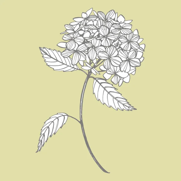 Ilustración gráfica de hortensias en estilo vintage. Dibujo de flores y boceto con línea de arte sobre fondos blancos. Ilustración de plantas botánicas — Vector de stock