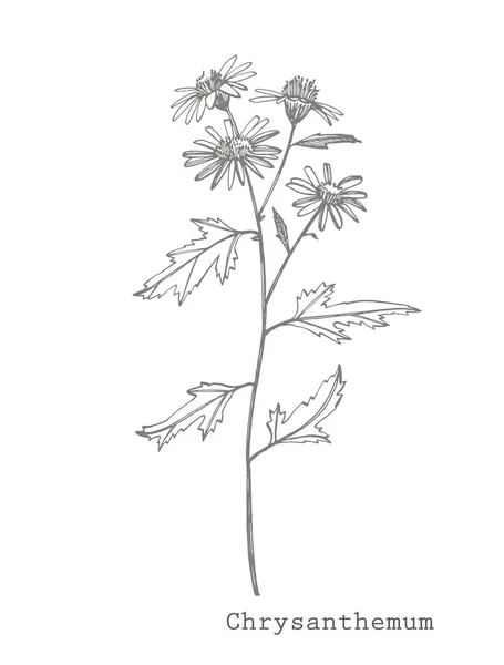 카모마일. 손으로 그린 꽃과 식물의 컬렉션입니다. 식물학. 설정. 빈티지 꽃입니다. 인그레이빙 스타일의 흑백 일러스트. — 스톡 벡터