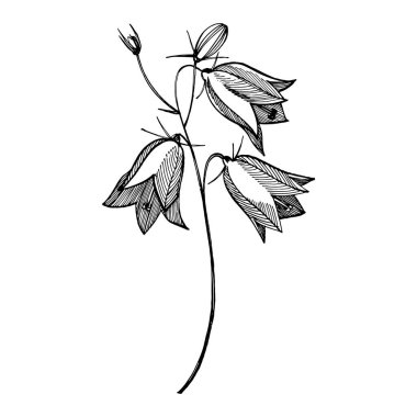 Çan çiçeği çiçekleri, yaprakları ve buketleri ayarlayın. Doğal yaz, ilkbahar çayır bitkileri tek renkli. Poster, tekstil dekorasyon için çiçek doğal illüstrasyon. Botanik bitki illüstrasyon