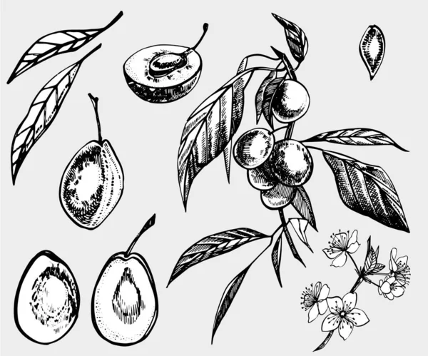 Plums hand drawn illustration. Ink sketch. Hand drawn illustration. Isolated on white background. Healthy organic food. Farm market products. Best for package design. — Stock Photo, Image
