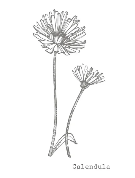 Calendula of Daisy bloem. Botanische illustratie. Goed voor cosmetica, geneeskunde, behandelen, aromatherapie, verpleging, pakketontwerp, veldboeket. Hand getrokken wilde hooibloemen. — Stockvector