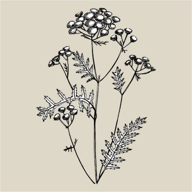 Tansy veya papatya çiçeği. Botanik illüstrasyon. Kozmetik, tıp, tedavi, aromaterapi, hemşirelik, paket tasarımı, alan buketi için iyi. Elle çizilmiş yabani saman çiçekleri