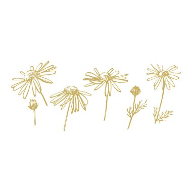 Papatya veya papatya çiçeği. Botanik Illustration. Kozmetik, ilaç, tedavi, aromaterapi, hemşirelik, paket tasarımı, alan buket için iyi. El çizilmiş yabani saman çiçekleri