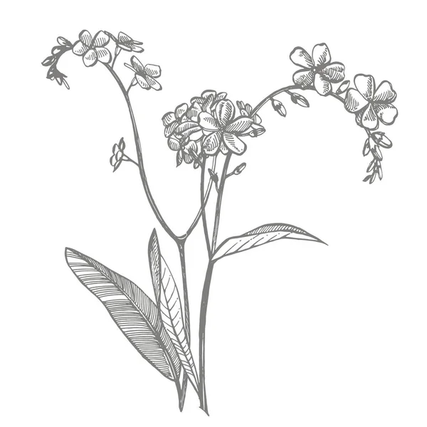 Felejtsd el-Me-nem virágok. Botanikai illusztráció. Jó kozmetikumok, orvostudomány, kezelésére, aromaterápia, ápolási, csomag design, mező csokor. Kézzel rajzolt vad széna virágok — Stock Vector