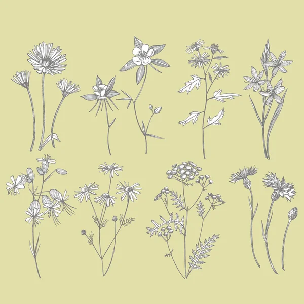 Kumpulan bunga dan tanaman herbal. Ilustrasi tanaman botani. Vintage obat herbal sketsa set tinta tangan ditarik obat-obatan herbal dan tanaman sketsa - Stok Vektor