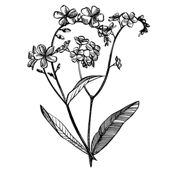 Olvídame de las flores. Ilustración botánica. Bueno para cosméticos, medicina, tratamiento, aromaterapia, enfermería, diseño de paquetes, ramo de campo. Flores de heno silvestres dibujadas a mano — Vector de stock