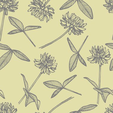 Clover bitkiler. Botanik Illustration. Kozmetik için iyi, ilaç, tedavi, aromaterapi, hemşirelik, paket tasarım alanı buket Dikişsiz desenler