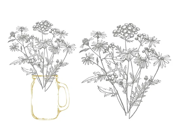 Tansy en kamille. Boeket van hand getekende bloemen en kruiden. Botanische plant illustratie — Stockvector