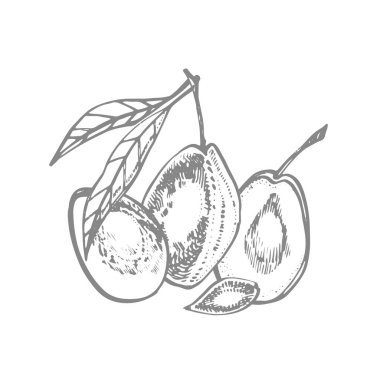 Erikler elle çizilmiş illüstrasyon. Mürekkep çizimi. El çizimi çizimi. Beyaz arka planda izole edilmiş. Sağlıklı organik yiyecekler. Çiftlik pazarı ürünleri. Paket tasarımı için en iyisi.