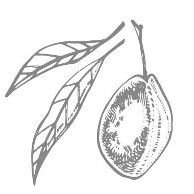 Erikler elle çizilmiş illüstrasyon. Mürekkep çizimi. El çizimi çizimi. Beyaz arka planda izole edilmiş. Sağlıklı organik yiyecekler. Çiftlik pazarı ürünleri. Paket tasarımı için en iyisi.