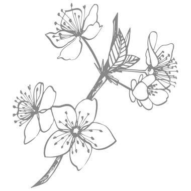 Erikler elle çizilmiş illüstrasyon. Mürekkep çizimi. El çizimi çizimi. Beyaz arka planda izole edilmiş. Sağlıklı organik yiyecekler. Çiftlik pazarı ürünleri. Paket tasarımı için en iyisi.