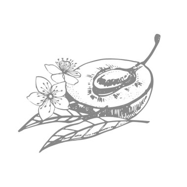 Erikler elle çizilmiş illüstrasyon. Mürekkep çizimi. El çizimi çizimi. Beyaz arka planda izole edilmiş. Sağlıklı organik yiyecekler. Çiftlik pazarı ürünleri. Paket tasarımı için en iyisi.