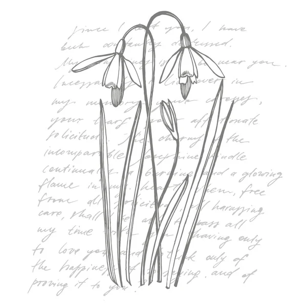 雪滴の春の花。植物のイラスト。ヴィンテージ薬草スケッチインク手描きの医療ハーブや植物のスケッチのセット。手書きの抽象的なテキストの壁紙 — ストックベクタ