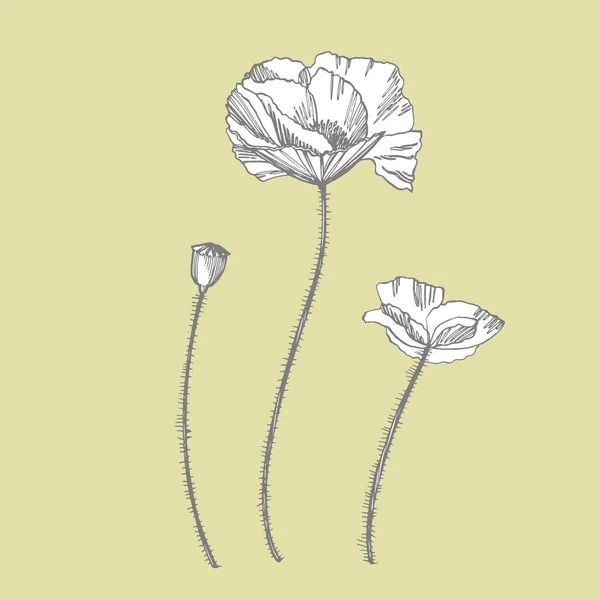 Flores de papoula. Ilustração botânica da planta. Vintage ervas medicinais esboço conjunto de tinta desenhado à mão ervas medicinais e plantas esboço — Vetor de Stock