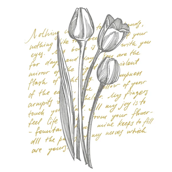 Tulipa flor gráfico esboço ilustração. Ilustração botânica da planta. Vintage ervas medicinais esboço conjunto de tinta mão desenhada ervas medicinais e plantas esboço. Texto abstrato manuscrito —  Vetores de Stock