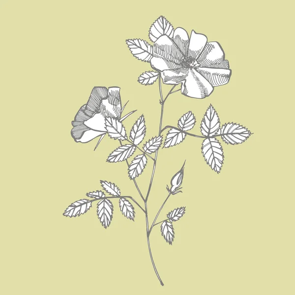 Flores de rosas selvagens desenho e esboço ilustrações. Conjunto floral decorativo para tecido, têxtil, papel de embrulho, cartão, convite, papel de parede, web design —  Vetores de Stock