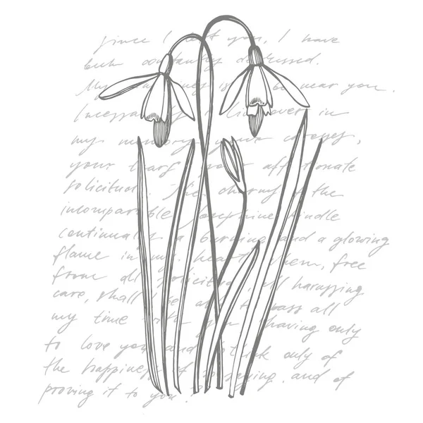 Snowdrop spring flowers. Botanical plant illustration. Vintage medicinal herbs sketch set of ink hand drawn medical herbs and plants sketch. Handwritten abstract text wallpaper — Stock Vector