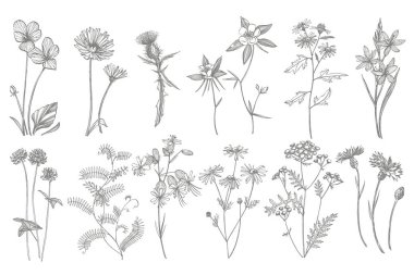 El çizilmiş çiçekler ve otlar koleksiyonu. Botanik bitki illüstrasyon. Mürekkep el çizilmiş tıbbi otlar ve bitkiler kroki Vintage şifalı otlar kroki seti