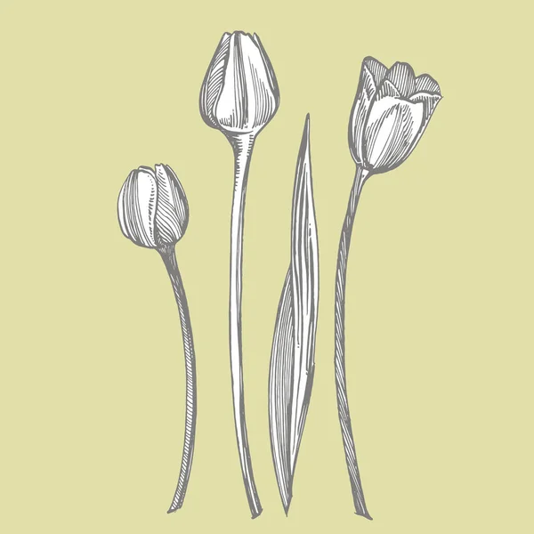 Illustration graphique de croquis de fleurs de tulipes. Illustration botanique. Esquisse d'herbes médicinales vintage ensemble d'herbes et de plantes médicinales dessinées à la main à l'encre — Image vectorielle