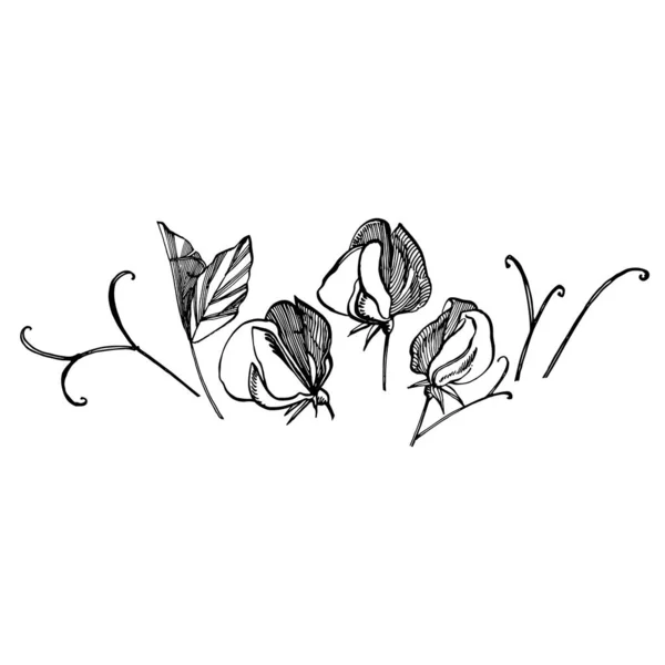 Słodkie kwiaty grochu rysunek i szkic z line-art na białym tle. Kwiatowy wzór z kwiatami słodkiego groszku. Elegancki szablon do tkanin, papieru, pocztówek — Wektor stockowy