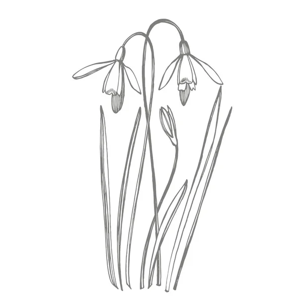 Jarní květiny. Ukázka botanického závodu. Staré léčivé byliny nákres sady ručně kreslené lékařské byliny a rostlin — Stockový vektor