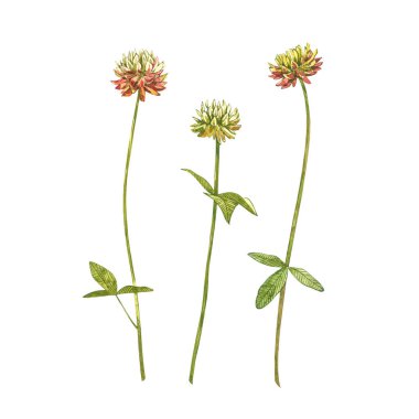 Çayır pembe yoncalarının suluboya çizimleri. Beyaz arkaplanda Trefolil çizimi izole edildi. Çiçek, bitkisel bitki. Doğru botanik illüstrasyon.