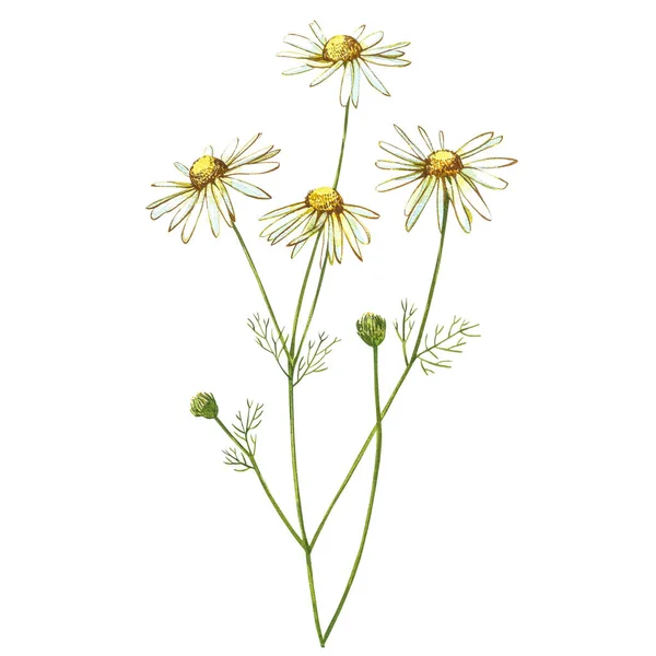 Kamille of Daisy boeketten, witte bloemen. Realistische botanische schets op witte achtergrond voor design, met de hand tekenen illustratie in botanische stijl. — Stockfoto