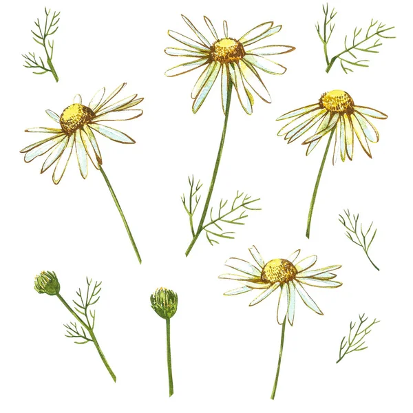 Kamille of Daisy boeketten, witte bloemen. Realistische botanische schets op witte achtergrond voor design, met de hand tekenen illustratie in botanische stijl. — Stockfoto