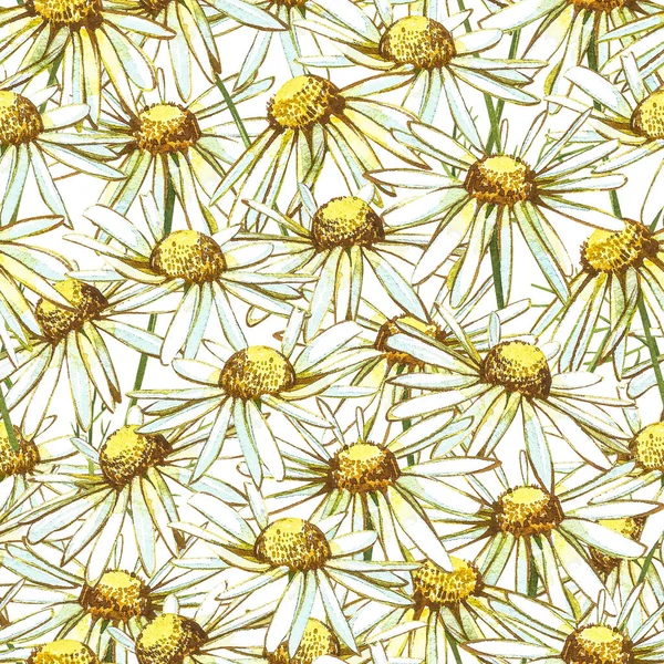 Chamomile or Daisy bouquets, white flowers. Realistic botanical sketch on white background for design, hand draw illustration in botanical style. Seamless patterns. — Stock Photo, Image