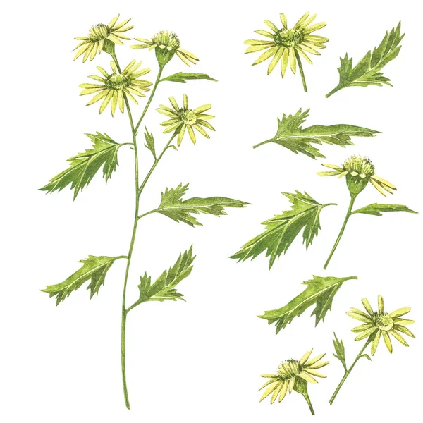 Kamillen- oder Margeritensträuße, gelbe Blüten. realistische botanische Skizze auf weißem Hintergrund zur Gestaltung, handgezeichnete Illustration im botanischen Stil. — Stockfoto