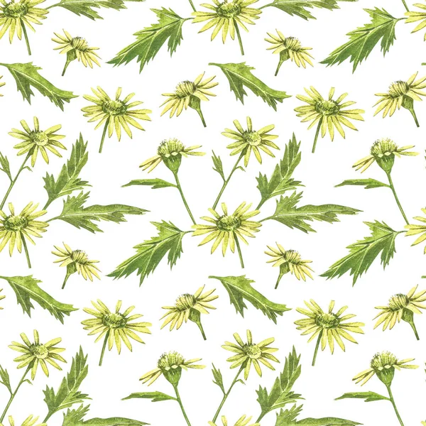 Kamilla vagy Daisy csokrok, sárga virágok. Realisztikus botanikai vázlat fehér háttér design, kézzel rajzolni illusztráció botanikai stílusban. Zökkenőmentes minták. — Stock Fotó