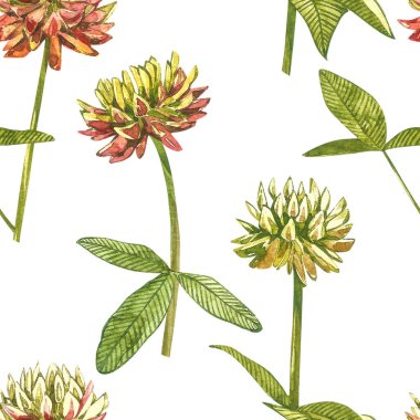 Çayır pembe yoncalarının suluboya çizimleri. Beyaz arkaplanda Trefolil çizimi izole edildi. Çiçek, bitkisel bitki. Tam bir botanik çizimi. Kusursuz desenler.