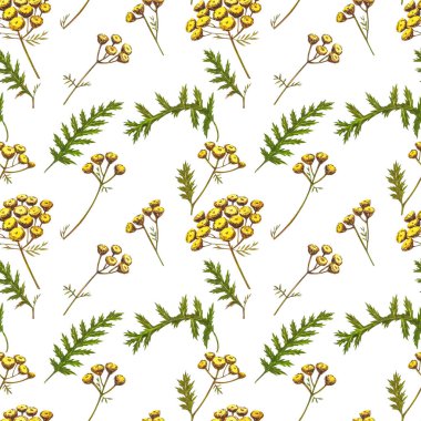 Yabani çiçekler tıbbi tansi suluboya çizimleri. Beyaz arka planda izole edilmiş. Çiçek, bitkisel bitki. Tam bir botanik çizimi. Kusursuz desenler.