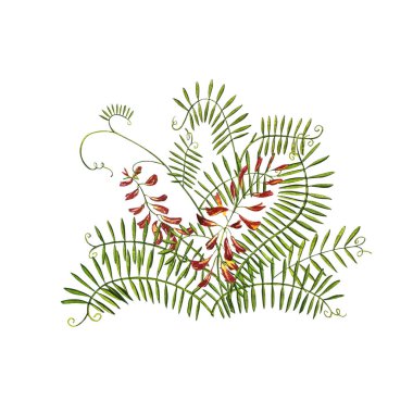 Yaban çiçekleri tıbbi Tufted Vetch suluboya çizimleri. Beyaz arka planda izole edilmiş. Çiçek, bitkisel bitki. Doğru botanik illüstrasyon.