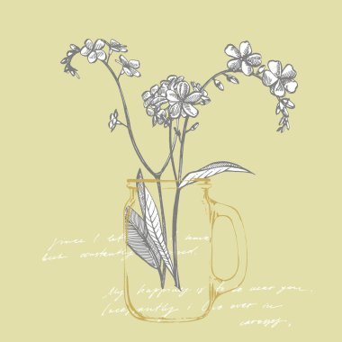 Unut gitsin, çiçekler değil. Botanik Illustration. Kozmetik, ilaç, tedavi, aromaterapi, hemşirelik, paket tasarımı, alan buket için iyi. El çizilmiş yabani saman çiçekleri