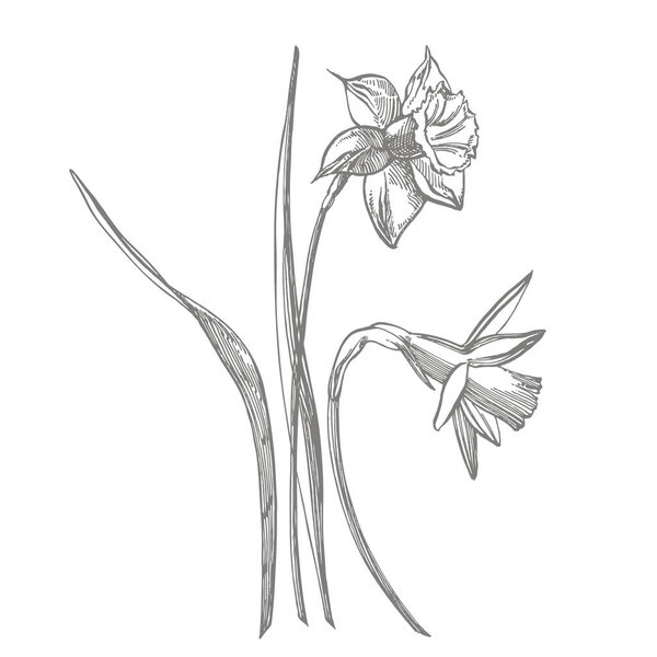 Daffodil or Narcissus flower drawings. Collection of hand drawn black and white daffodil. Hand Drawn Botanical Illustrations