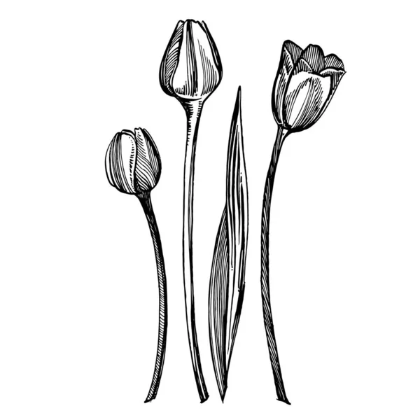 Dibujo gráfico de flor de tulipán ilustración. Ilustración de plantas botánicas. Vintage bosquejo de hierbas medicinales conjunto de tinta dibujado a mano hierbas medicinales y plantas bosquejo — Archivo Imágenes Vectoriales