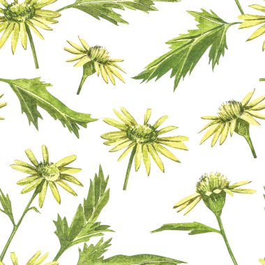 Papatya ya da papatya buketleri, sarı çiçekler. Tasarım için beyaz arkaplan üzerine gerçekçi botanik çizim, botanik tarzda el çizimi. Kusursuz desenler.