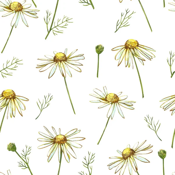 Kamilla vagy Daisy csokrok, fehér virágok. Realisztikus botanikai vázlat fehér háttér design, kézzel rajzolni illusztráció botanikai stílusban. Zökkenőmentes minták. — Stock Fotó
