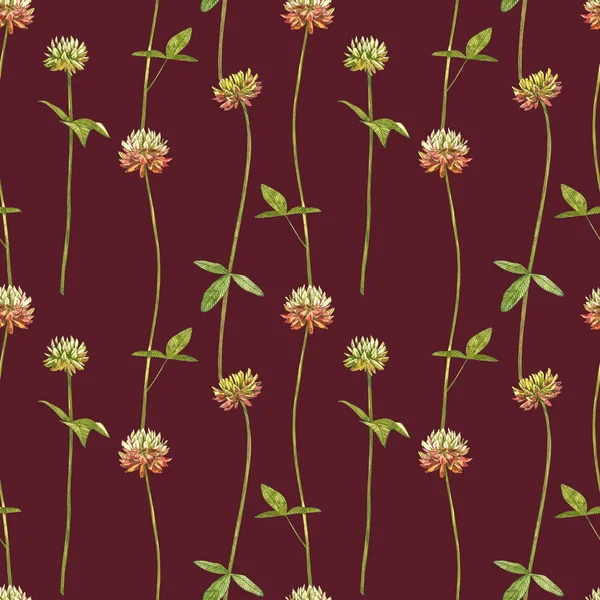 Υδατογραφία βοτανικό σχέδιο του λιβαδιού ροζ τριφύλλι. Εικονογράφηση Trefoil απομονώνεται στο λευκό φόντο. Άνθος, φυτό βοτάνων. Ακριβής βοτανική απεικόνιση. Απρόσκοπτα σχέδια. — Φωτογραφία Αρχείου